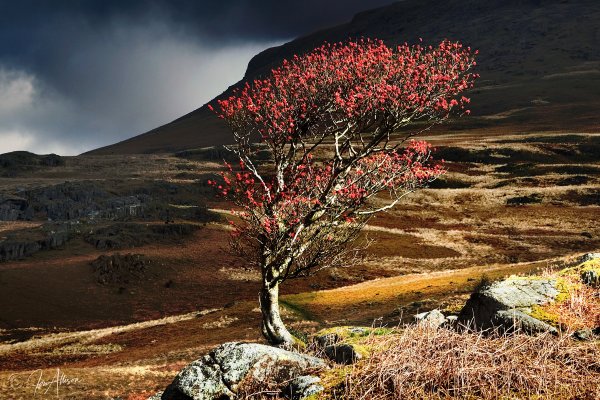 A lonely Rowan stands proud high in the Eskdale Valley. This image was captured in late September on a gloriously moody day on the fells below Scafell. Please click on the picture to expand and explore size options etc...
Canon EOS 1DS Mk11; Canon EF 24-105 L IS USM Lens.