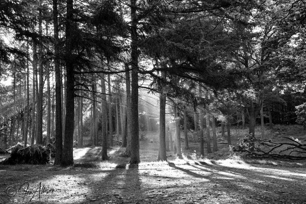 Shafts of evening sunlight penetrate the gloom in this awesome black & white photograph taken in a forest at Coniston, the Lake District. Canon EOS 5d Mk11; Canon EF 24-105 L IS USM Lens. Please click on the image to explore the size, media, and price options....