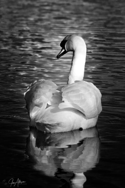 "Does my bum look big in this" asked the beautiful swan at Grasmere......